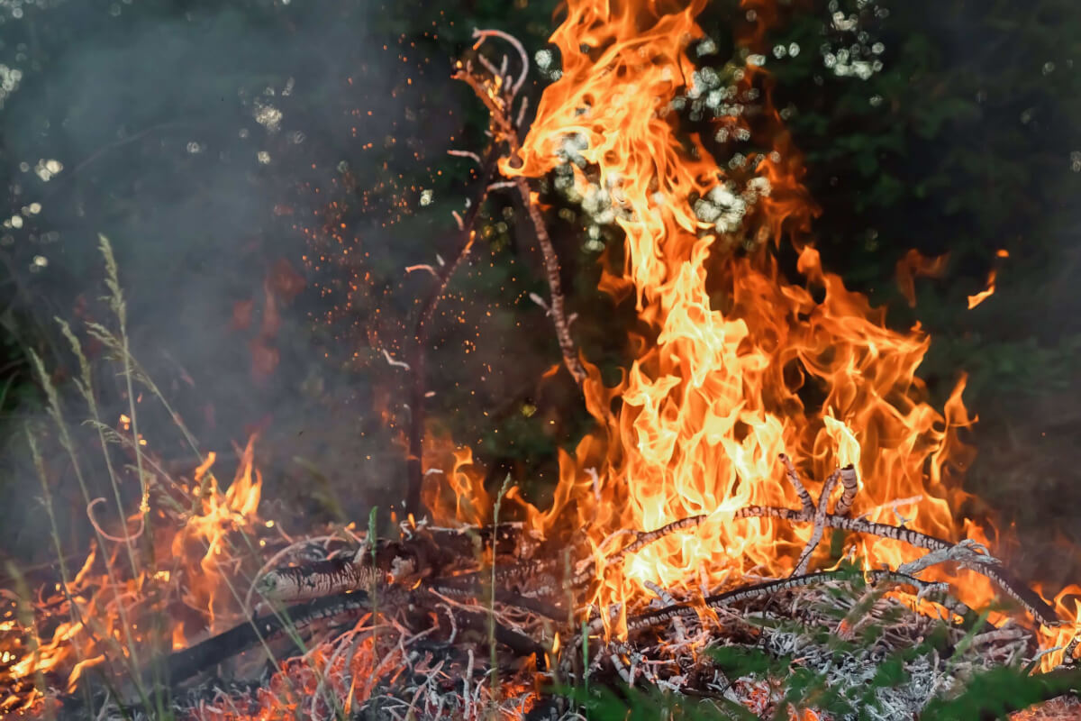 How to Manage Bushfire Risks